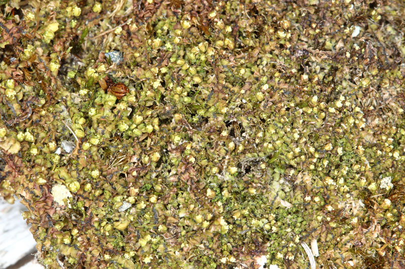 Lophozia ventricosa var. ventricosa